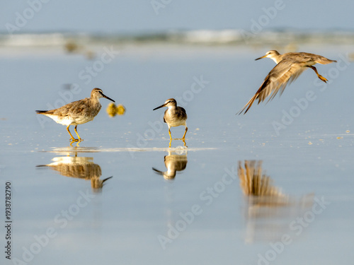 Foto The birds on the coast