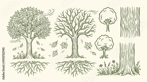 A detailed illustration showcasing the intricate root systems and varied foliage of deciduous trees, alongside bark textures and surrounding flora.