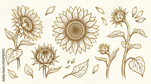 A vintage-style illustration of sunflowers in various stages of bloom, with petals and leaves scattered around.