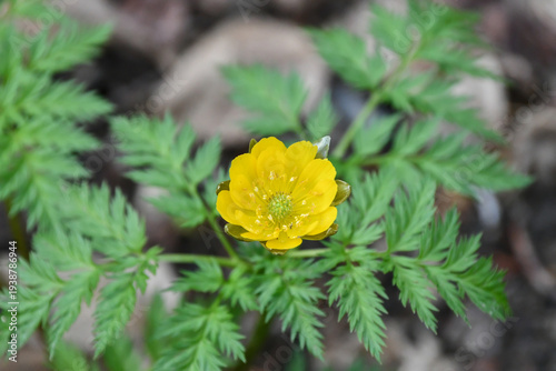 Obraz na płótnie 福寿草 forked-stem adonis