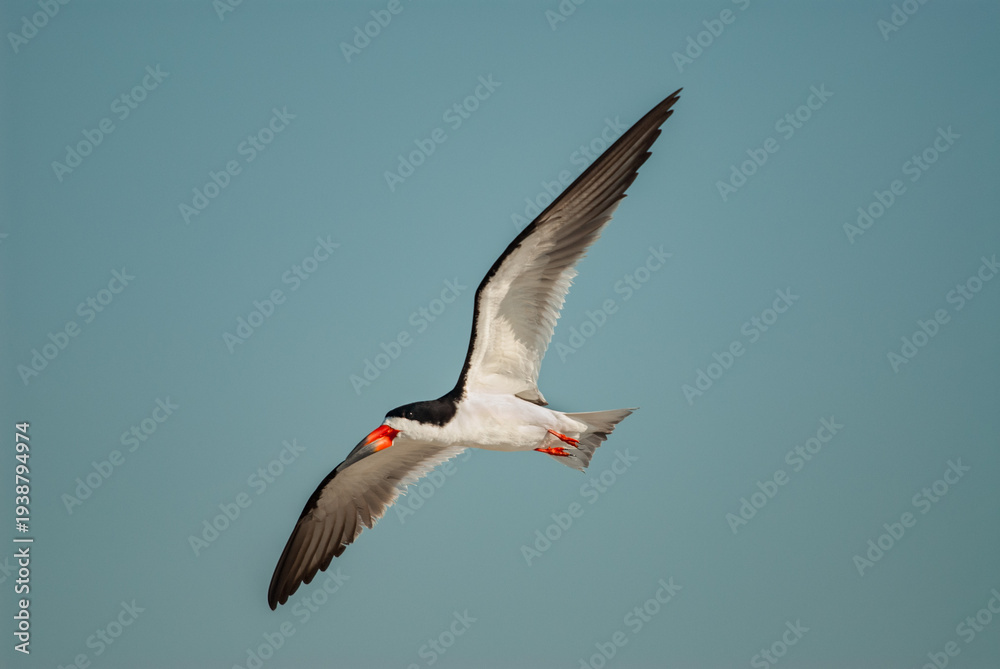 Obraz premium Black Skimmer (Rynchops niger) bird flying against a blue sky at Lido Beach, Jones Beach State Park, New York, USA