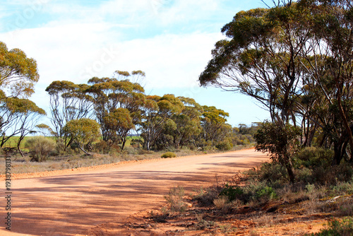 Eucalyptus trees and acacias on an outback road in Australia