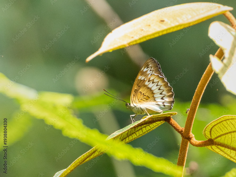 Fototapeta premium The butterfly on the leaf