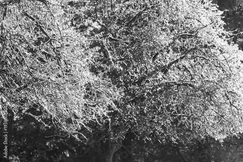 Branches covered with ice after freezing rain. Sparkling ice covered everything after ice storm cyclone. Terrible beauty of nature concept. Winter landscape, scene, postcard. Selective focus.