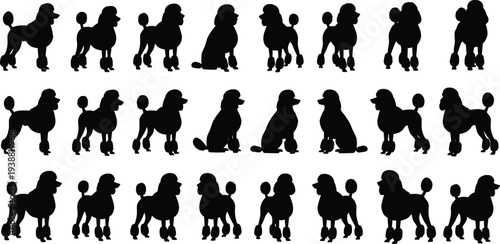 Poodle dog silhouette set in different standing and sitting poses, elegant canine vector collection isolated on white background illustration