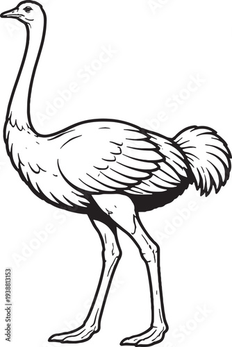 Ostrich Standing Side Profile Black and White Line Art Farm Animal Illustration