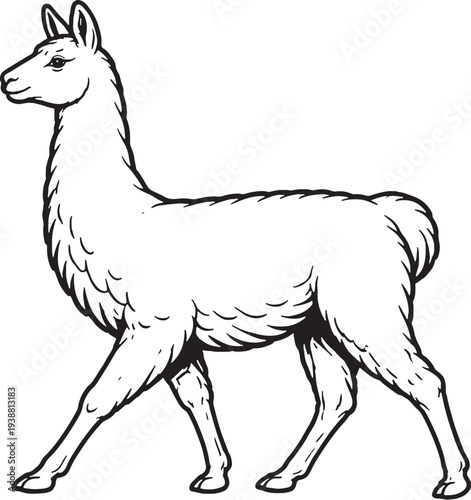 Llama Walking Side View Black and White Line Art Farm Animal Illustration