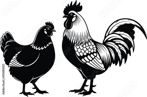Black and white illustration of hen and rooster standing side by side, detailed feather patterns highlighting differences, educational farming artwork for poultry identification and decorative design