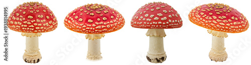 Four vibrant red fly agaric mushrooms (Amanita muscaria) with distinct white spots.