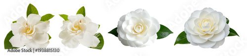 Slika na platnu Beautiful white camellia and gardenia flowers with lush green leaves, showcasing delicate petals and natural elegance