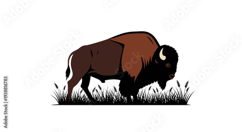 American Bison Grazing in Grassland.