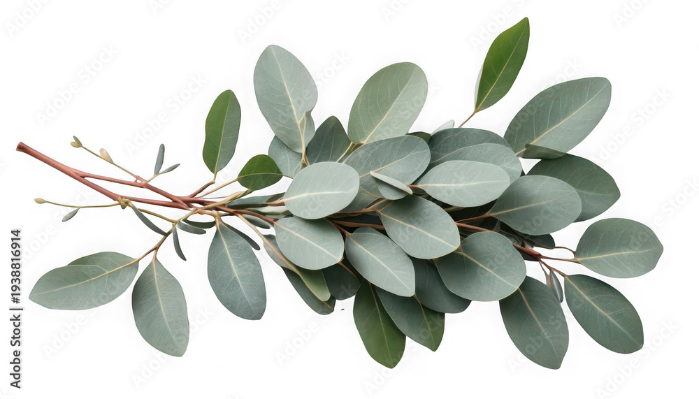 Fototapeta premium Fresh eucalyptus leaves on a branch, perfect for decoration or aromatherapy