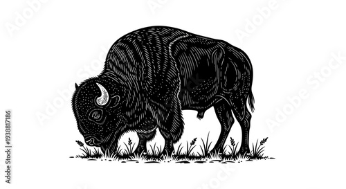 Large black bison standing profile view.