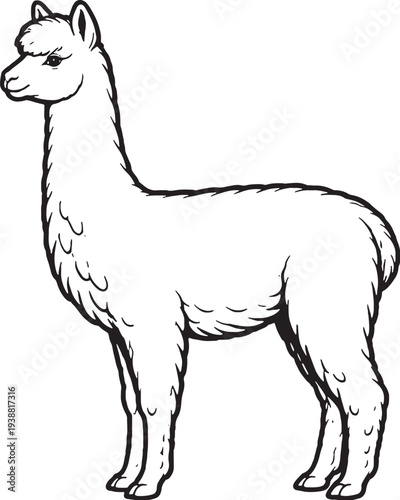 Alpaca Standing Side Profile Black and White Line Art Farm Animal Illustration