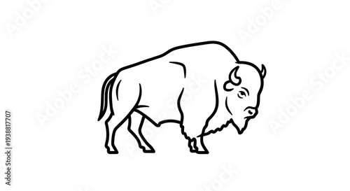 Large Bison Standing on Four Legs.