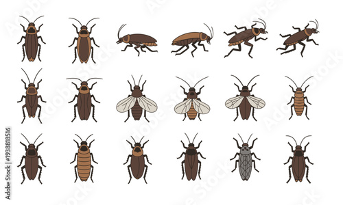 Collection of Various Insect Illustrations in a Grid Layout