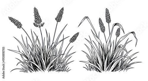 Hand-drawn illustration of plantain plants with seed heads.