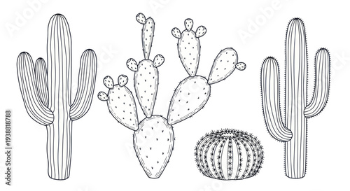 Hand-drawn illustration of various desert cacti, perfect for coloring books and botanical studies.