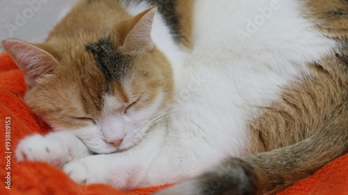 昼寝中の三毛猫