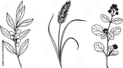 Botanical Illustrations with Berries Wheat and Blossoms Isolated on white background