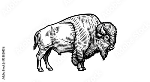 Large bison standing alone outdoors.