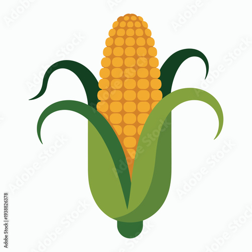 Fresh corn on cob with green leaves