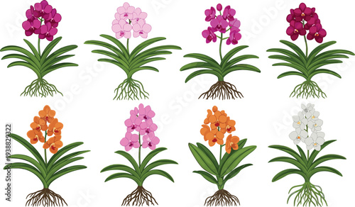 Orchid flower plants collection with colorful blooming orchids and roots, botanical garden decorative houseplant illustration set isolated on white background