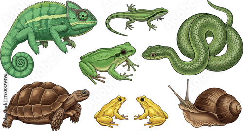 Reptiles and amphibians wildlife collection featuring chameleon, lizard, snake, frog, tortoise and snail detailed nature animals illustration isolated on white background