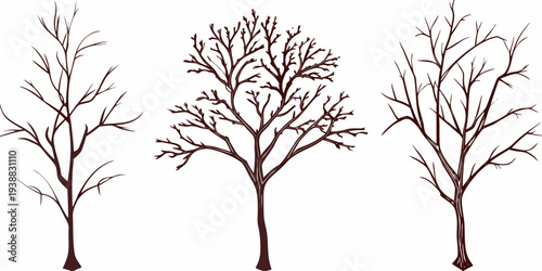 Illustration of three bare trees with intricate branch details