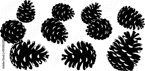 Natural pine cone silhouettes from various coniferous trees