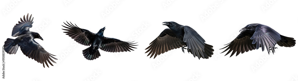 Naklejka premium Dynamic collection of majestic black crows in various flight postures, isolated on a transparent background.