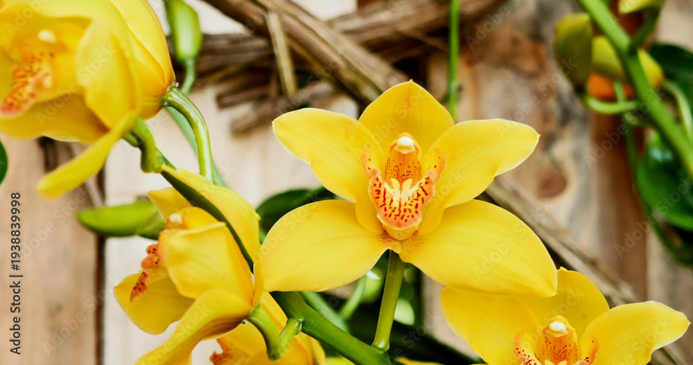 Fototapeta premium Bright yellow orchids bloom on a vine in a garden setting during daytime in a warm climate