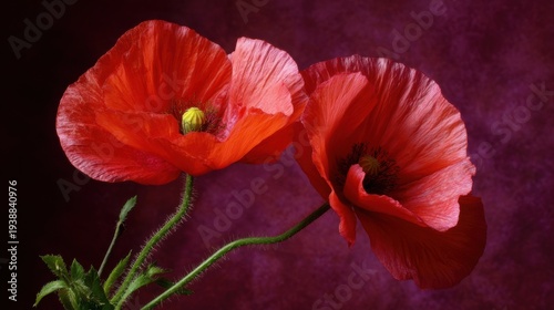 Two vibrant red poppy flowers with delicate, translucent petals and fuzzy green stems against a deep purple background, showcasing nature's exquisite beauty.