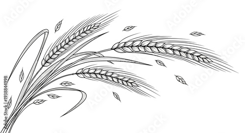 Black and white illustration of wheat stalks and grains.