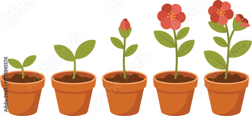 Vector illustration showing stages of flower plant growth from seedling to blooming blossom in clay pots for educational science biology lessons