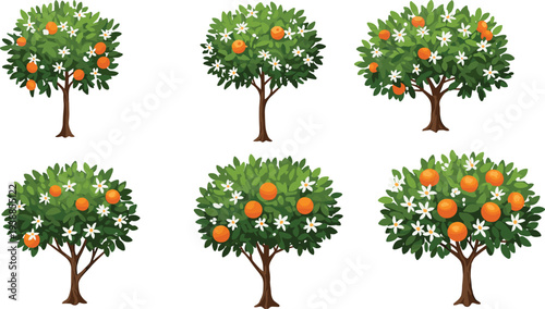 Orange fruit tree illustration set with green leaves and white blossoms, perfect for botanical designs, garden artwork, farming, and natural themes