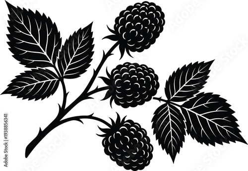 Blackberry branch silhouette with ripe berries and textured leaves isolated on white background, botanical vector illustration for garden labels, organic food packaging design