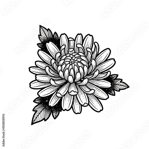 Black and white chrysanthemum flower with leaves, isolated on white background