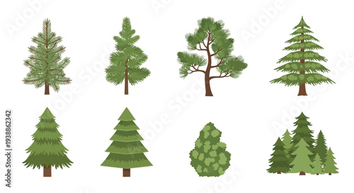 Collection of evergreen pine and spruce tree illustrations for nature and forest designs, including various coniferous styles isolated on a clean white background.