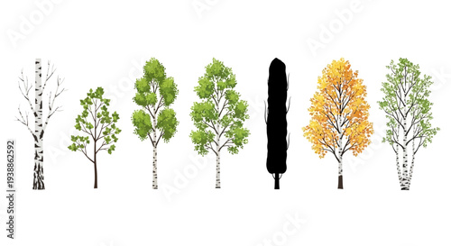 Vector Illustration Set of Various Birch and Poplar Trees in Different Seasons Including Winter Spring Summer and Autumn Isolated on White Background for Design