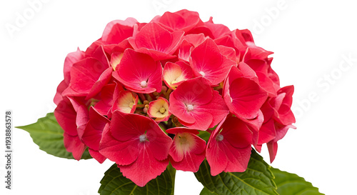 Isolated Red Hydrangea Flow...