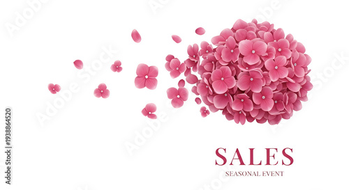Pink Hydrangea Bloom Explod...