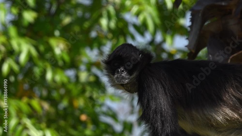 Close-up of the face and nose of a Central American spider monkey in a green environment.
