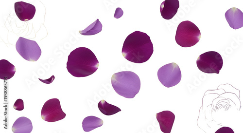Purple Rose Petals Scattere...
