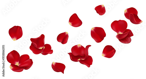 Wallpaper Mural Red Rose Petals Floating Isolated Transparent Background Elegant Torontodigital.ca
