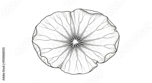 Detailed black and white illustration of a single lotus leaf, isolated on white background.