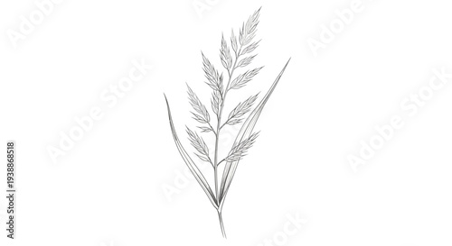 Detailed illustration of a single grass stalk with leaves, isolated on white background.