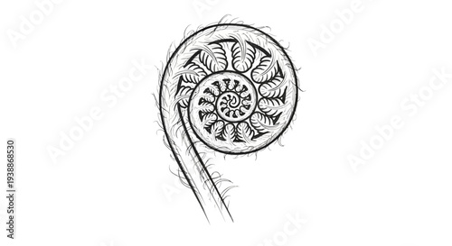 Fern frond unfurling, Fibonacci spiral pattern, botanical illustration