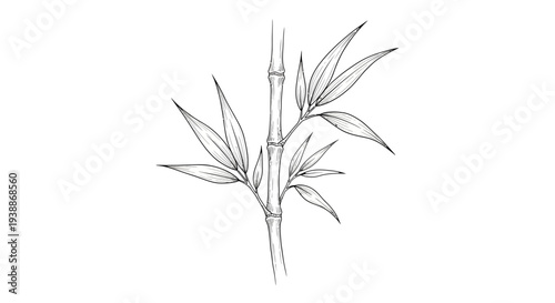 Hand-drawn bamboo branch with leaves, minimalist sketch
