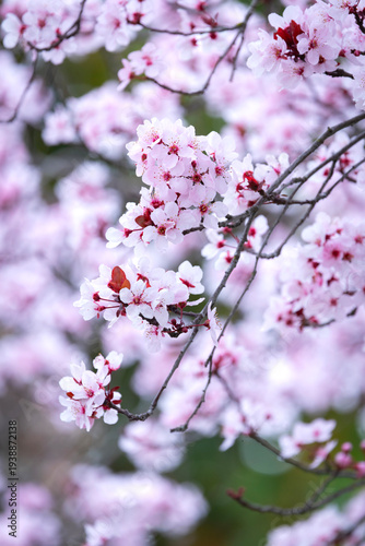Plum Blossom in Springtime